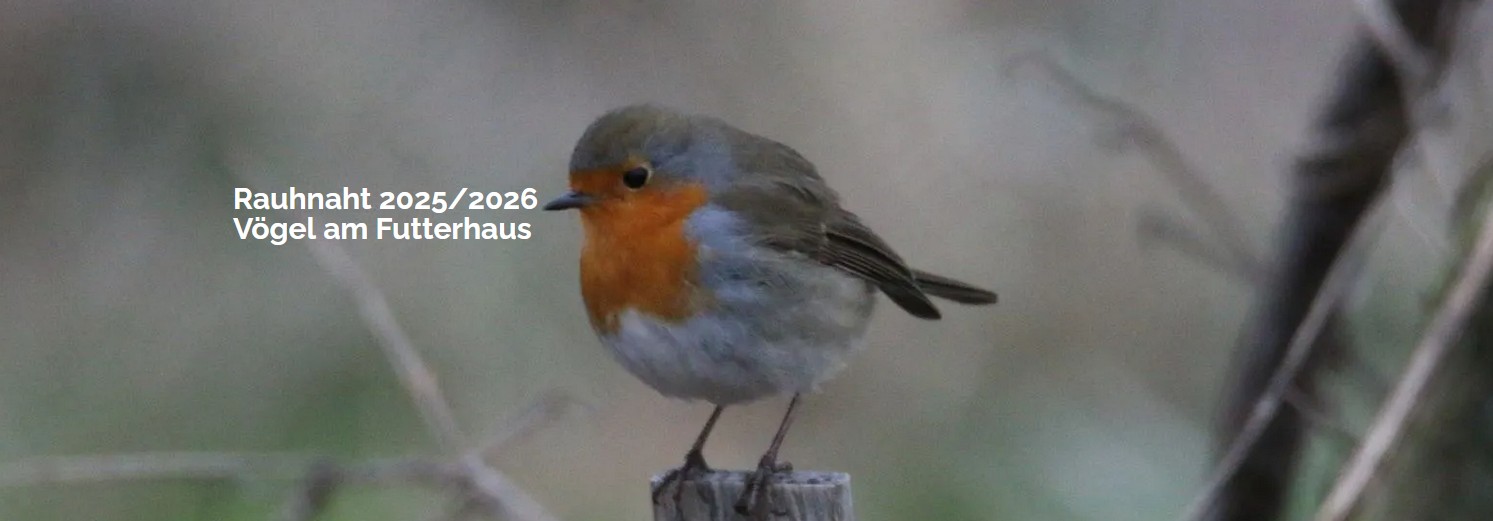 Rauhnächte – Vögel am Futterhaus